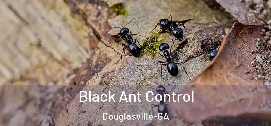 Black Ant Control Douglasville-GA