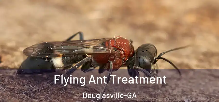 Flying Ant Treatment Douglasville-GA