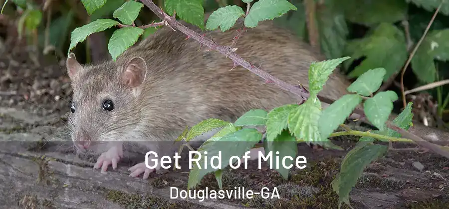  Get Rid of Mice Douglasville-GA