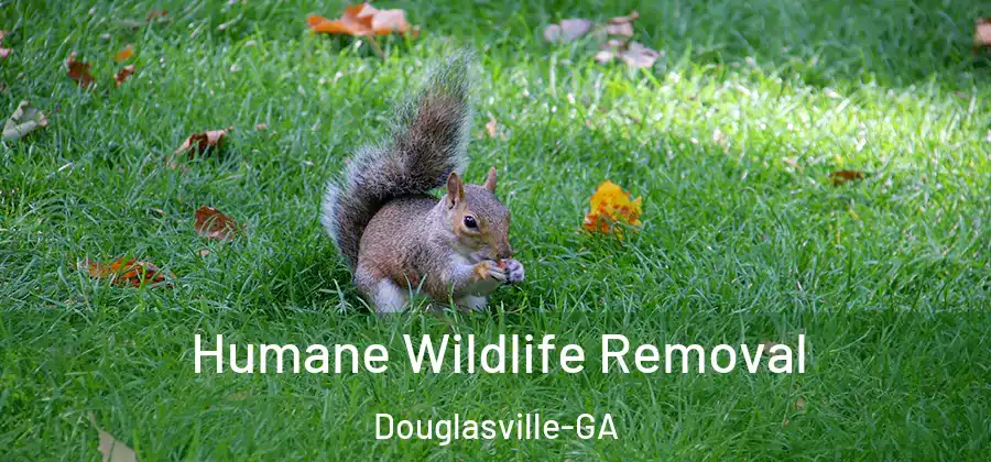 Humane Wildlife Removal Douglasville-GA