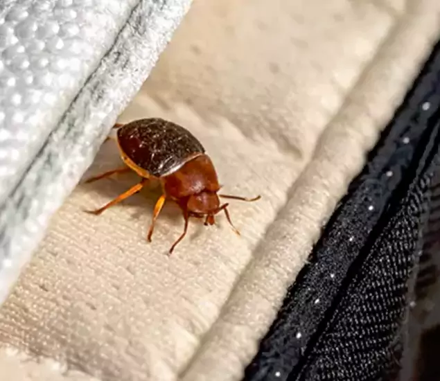 Trusted Bed Bug Prevention Specialists in Douglasville, GA