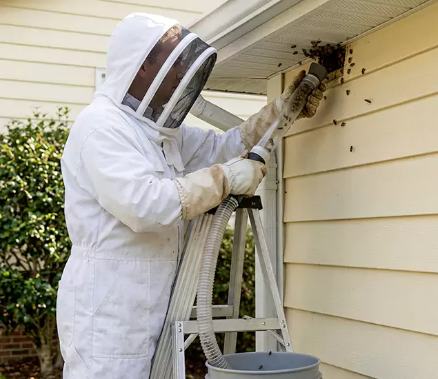 Your Affordable Bee Removal Company in Douglasville, GA