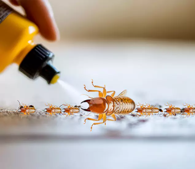 Reliable Bora Care Termite Experts in Douglasville, GA