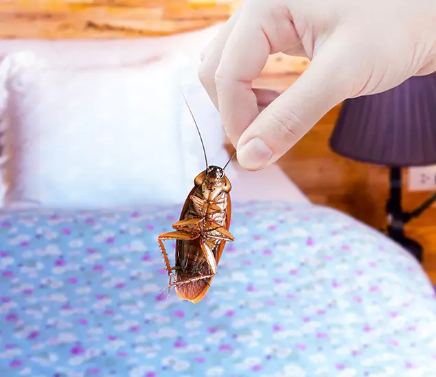 Expert Roach Control Services: Your Cockroach Pest Control in Douglasville, GA
