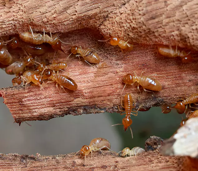 About Our Drywood Termite Treatment Experts in Douglasville, GA