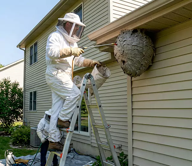 Expert Wasp Nest Removal: Your Local Wasp Nest Removal Company in Douglasville, GA