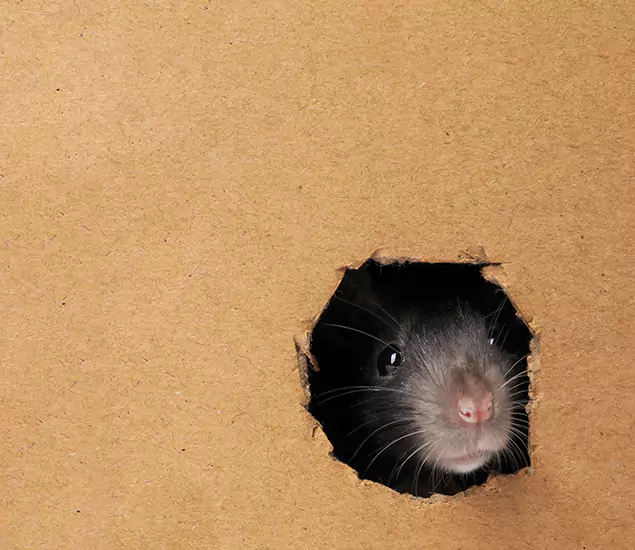 Rats in Attic Removal Experts in Douglasville, GA