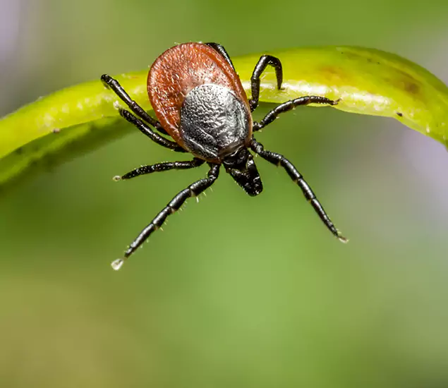 Your Trusted Tick Pest Control in Douglasville, GA