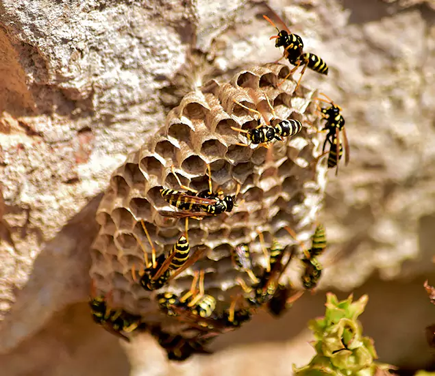 Your Best Wasp Removal Company in Douglasville, GA