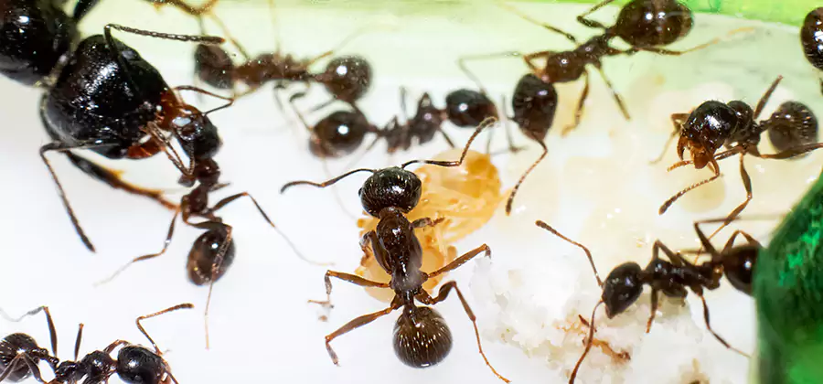 Argentine Ant Barrier Treatment in Douglasville