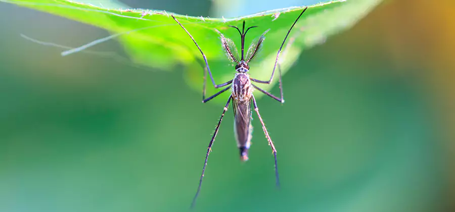 Natural Mosquito Spray for Yard in Douglasville