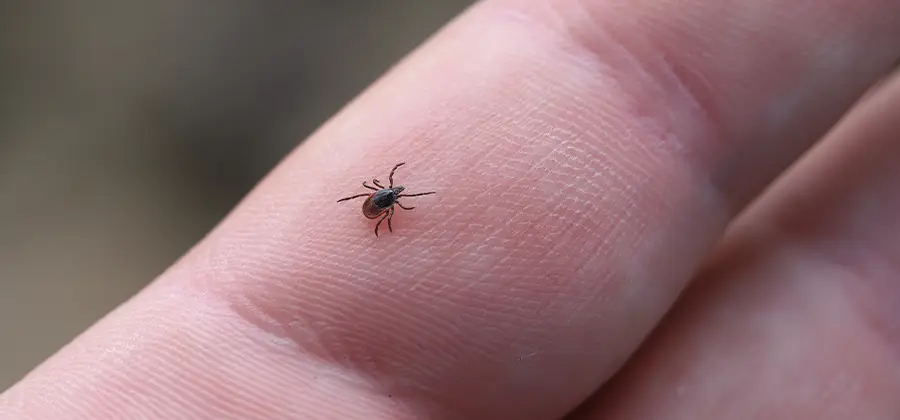 Infection Prevention for Bed Bug Bites in Douglasville