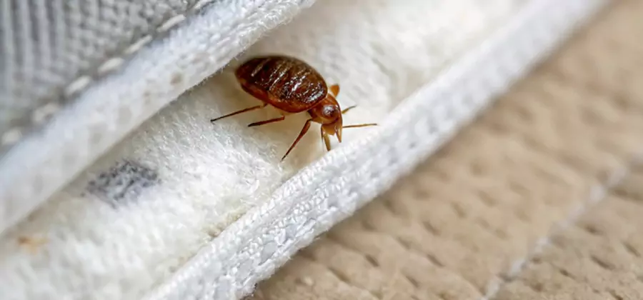 Tenting Bed Bug Fumigation in Douglasville