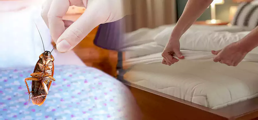 Bed Bug Home Extermination Service in Douglasville