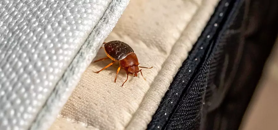Commercial Bed Bug Control in Douglasville