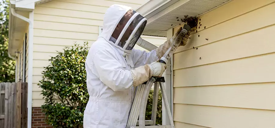 Ground Bee Removal in Douglasville