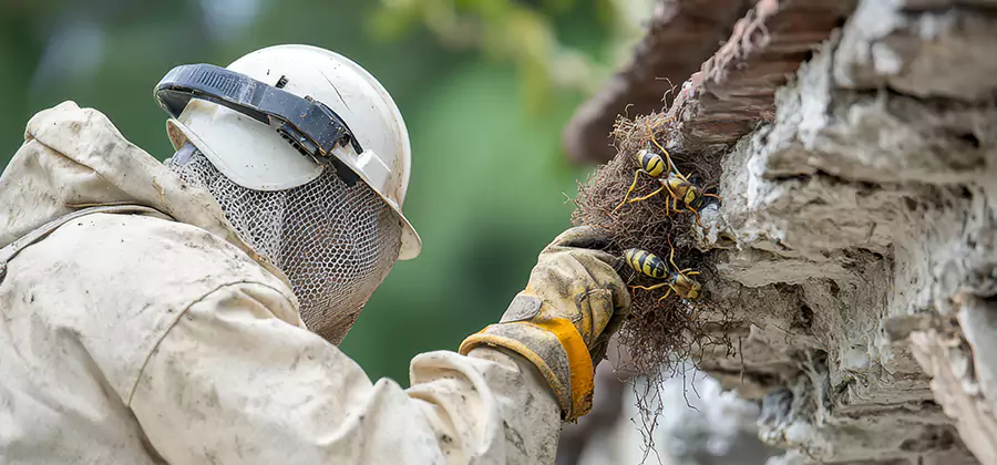 Bee and Wasp Hornet Removal in Douglasville