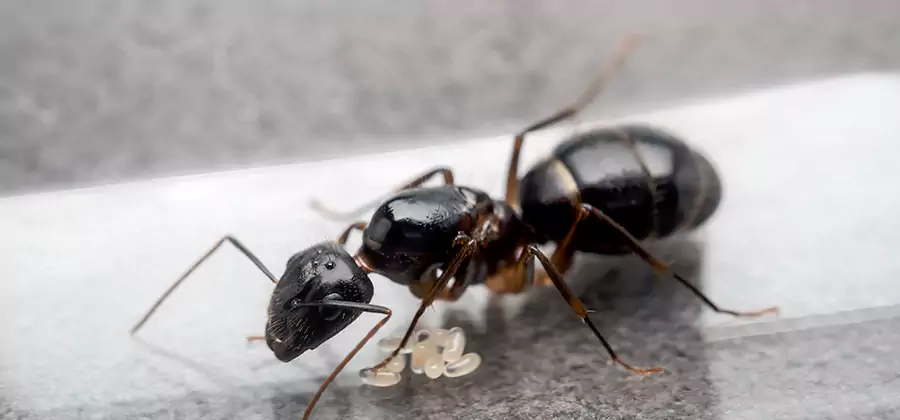 Black Ants in Kitchen Elimination in Douglasville