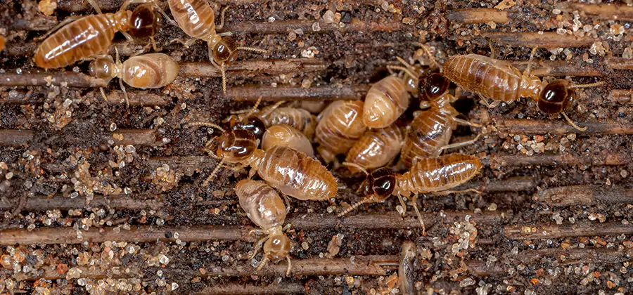 Bora Care Residential Termite Control in Douglasville