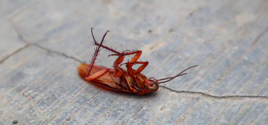 Cockroach Eradication for Commercial Properties in Douglasville