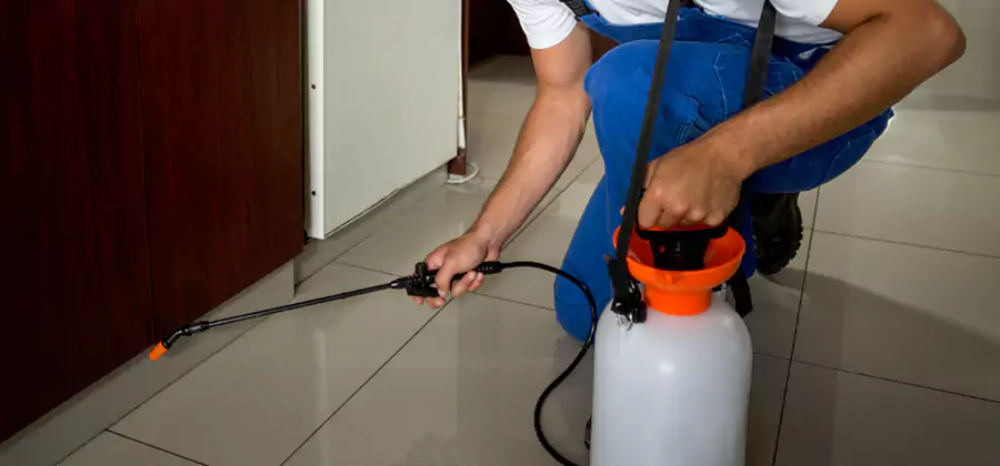 Palmetto Bug Exterminator in Douglasville