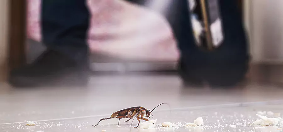 Roach House Treatment Douglasville