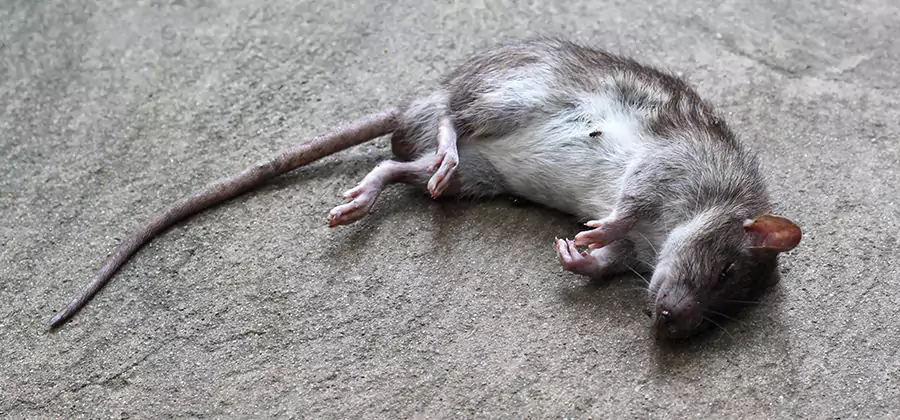 Dead Rat Disposal in Douglasville