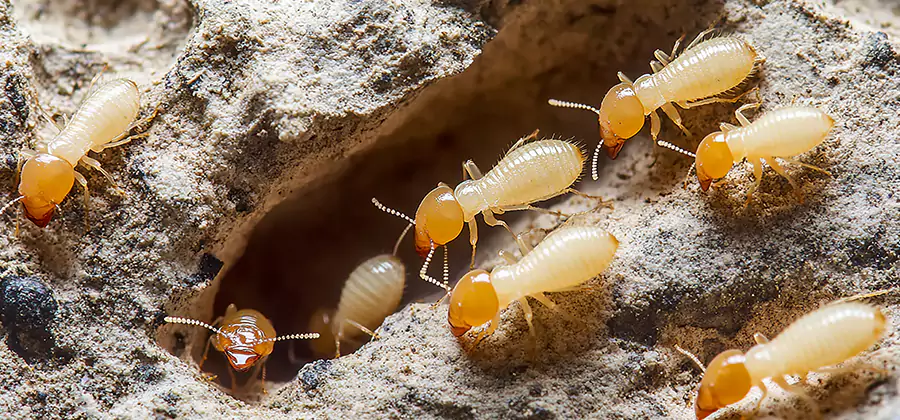 Termite Exterminator Services in Douglasville