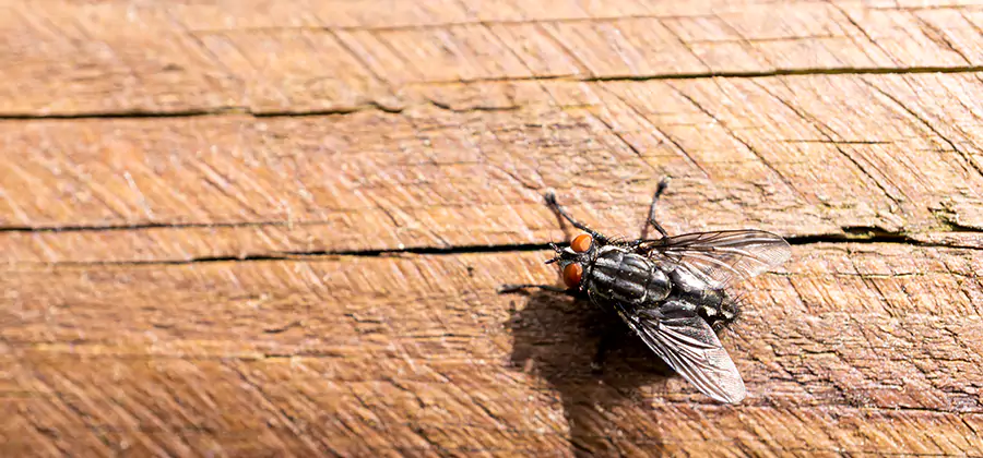 Flying Ant Barrier Treatment in Douglasville