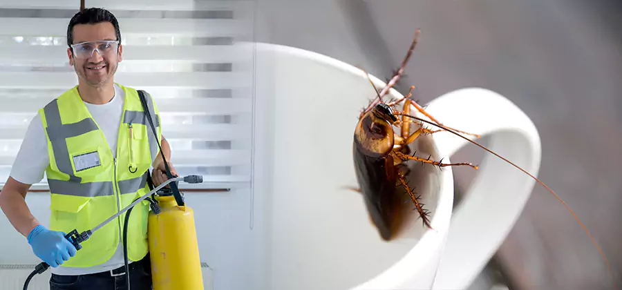 German Roach Infestation Treatment Douglasville