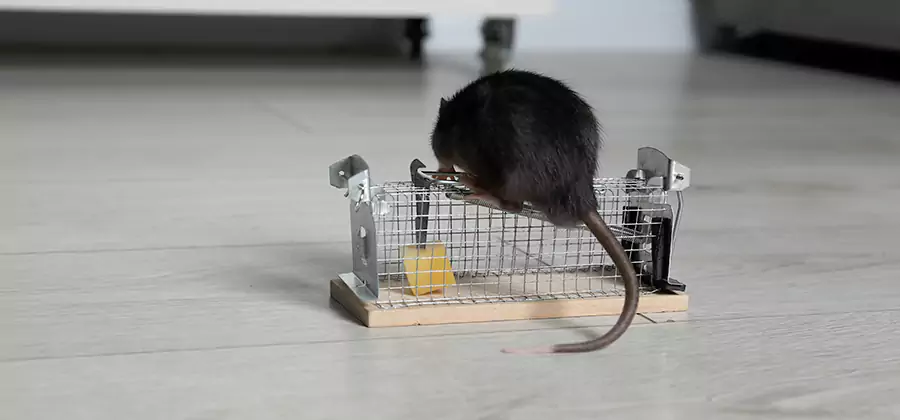 Mice in Attic Removal Douglasville