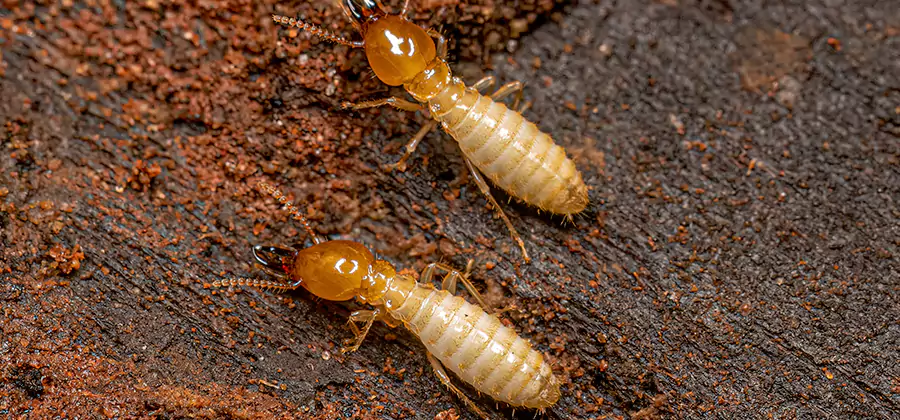 Structural Heat Termite Treatment in Douglasville