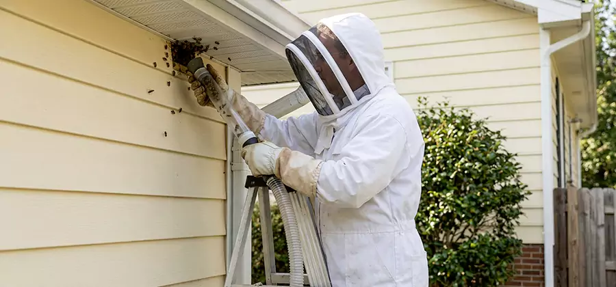 Wasp Nest in Wall Removal in Douglasville