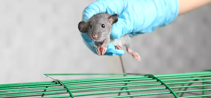 Humane Rat Trapping in Douglasville