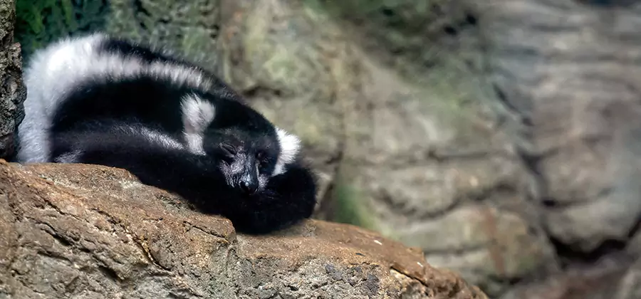 Humane Skunk Removal in Douglasville