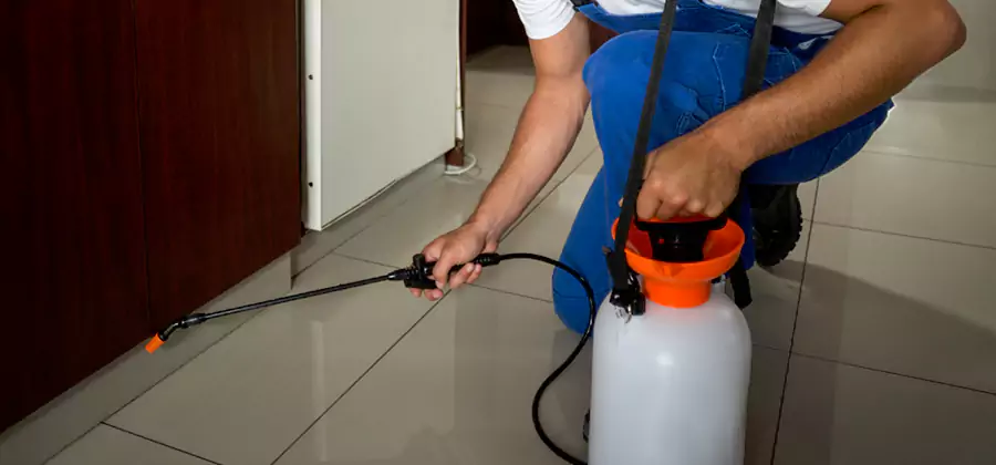 Indoor Insect Killer Solutions in Douglasville