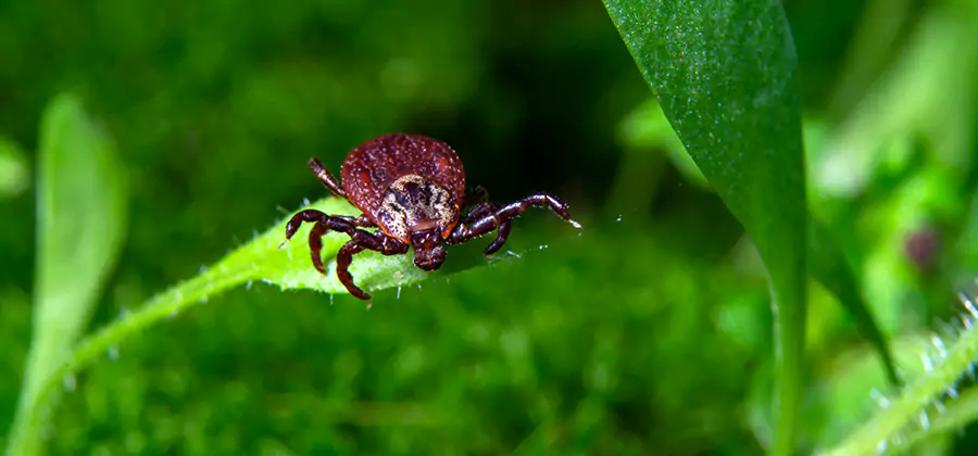 Tick Prevention for Yard in Douglasville