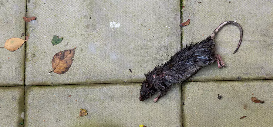 Mice in the Attic Removal in Douglasville