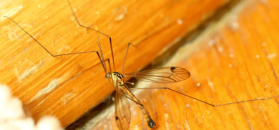 Exterior Mosquito Control in Douglasville