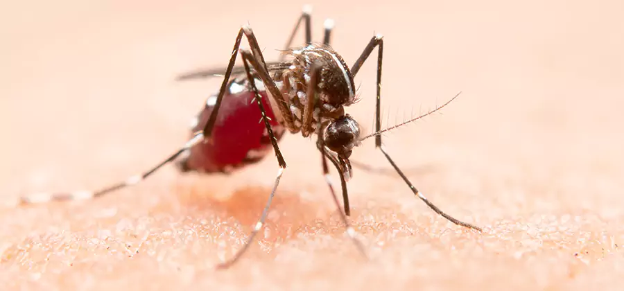 Indoor Mosquito Killer and Interior Control in Douglasville