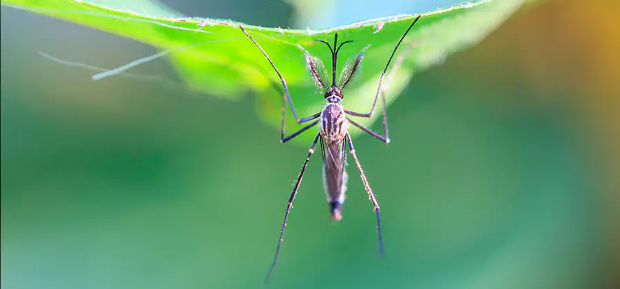 Home Defense Insect Killer in Douglasville