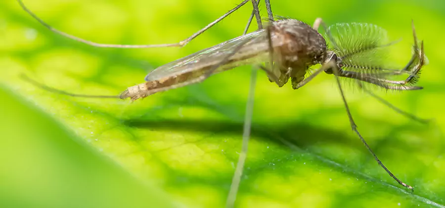 Herbal Mosquito Repellent Treatment in Douglasville