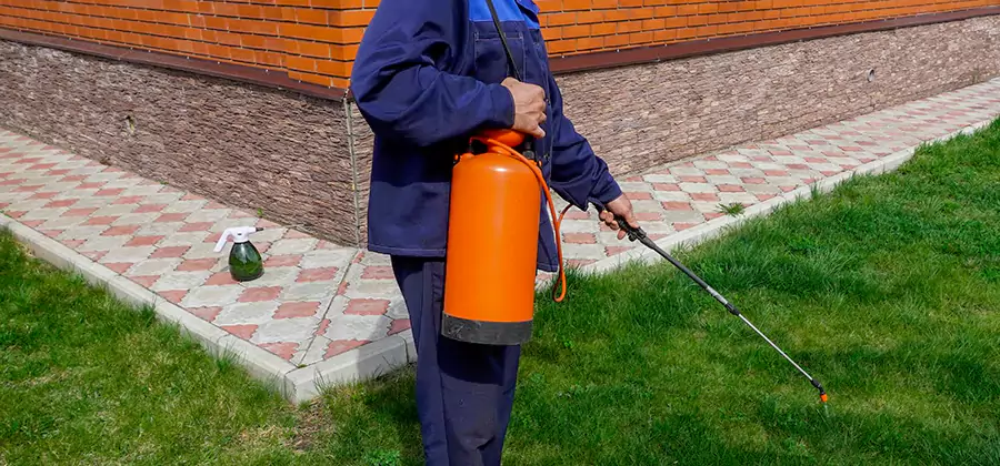 Non Toxic Termite Treatment in Douglasville