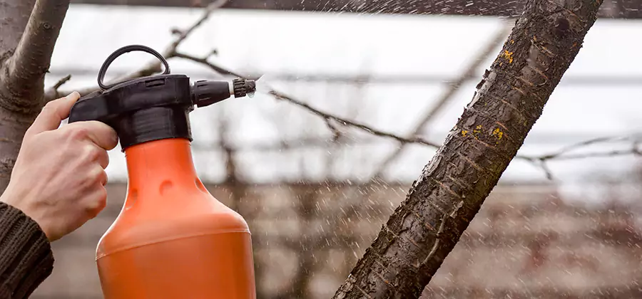 Orange Oil Structural Cavity Treatment in Douglasville