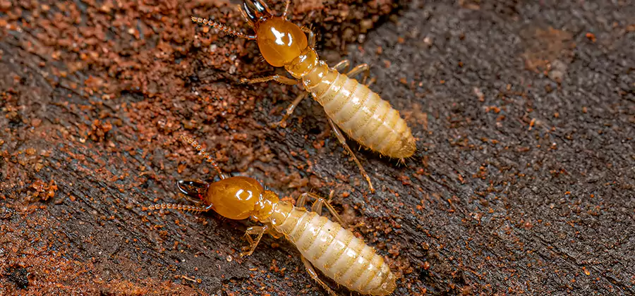 Natural Ant Hill Killer Treatment in Douglasville