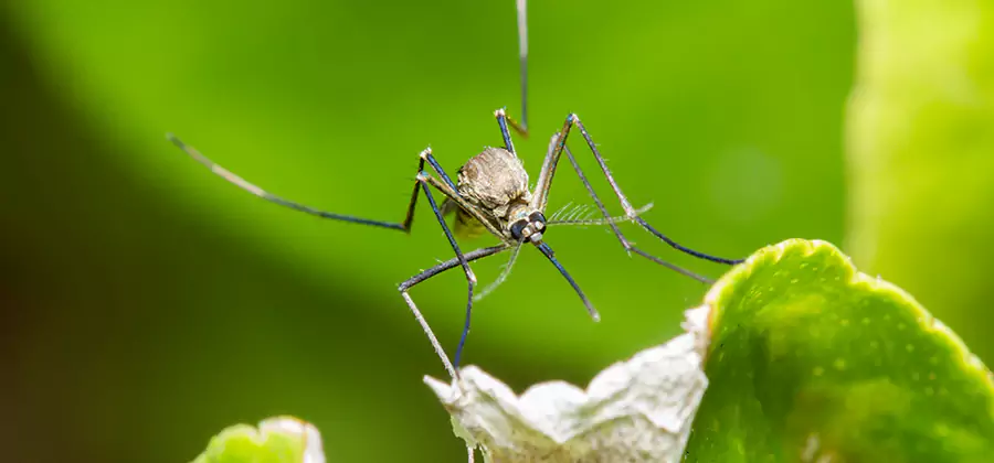 Natural Outdoor Mosquito Repellent in Douglasville