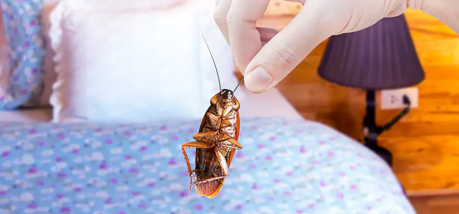 Bed Bug Inspection in Douglasville