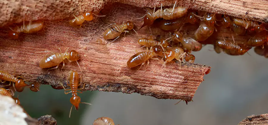 Termite Pest Management in Douglasville