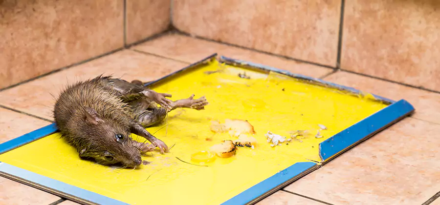 Rat Trapping Service In Douglasville