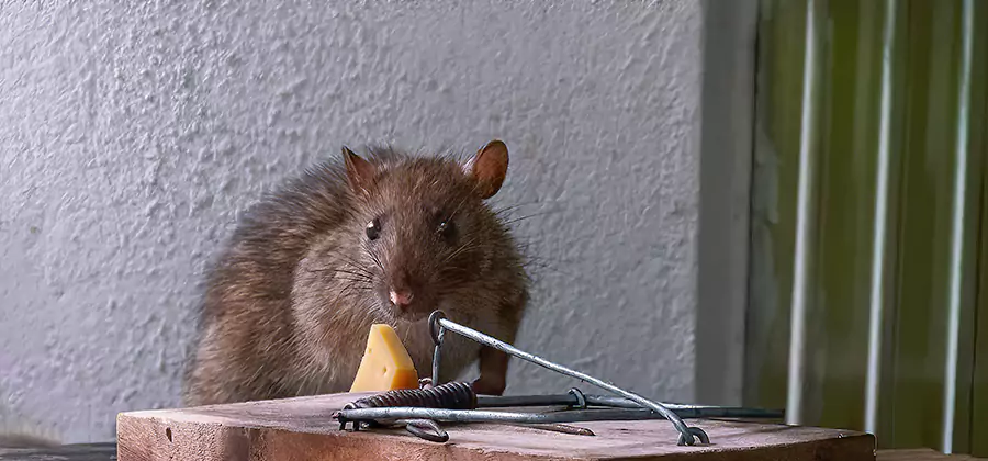 Rat Fumigation Extermination Service in Douglasville